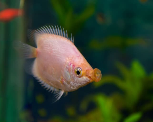 kissing gourami