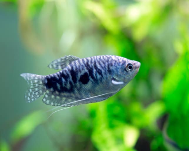 lavender gourami