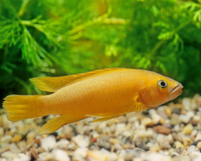 lemon cichlid