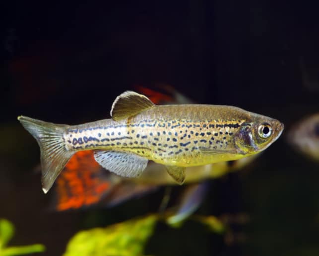 leopard danio