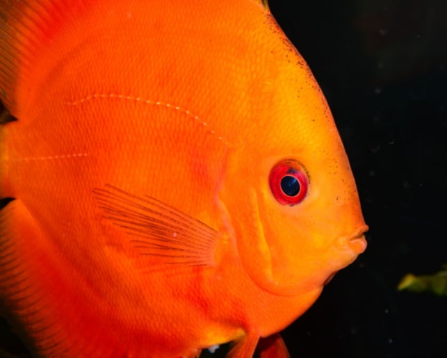 orange discus