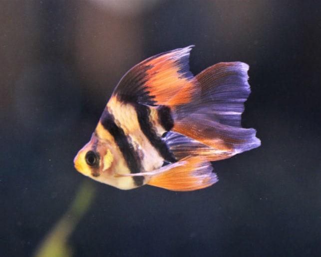 orange tiger barb