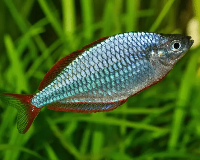 peacock rainbowfish
