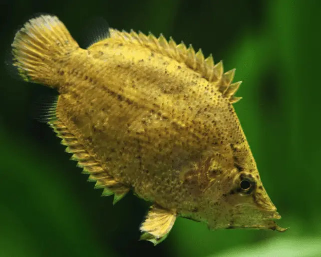 south american leaf fish