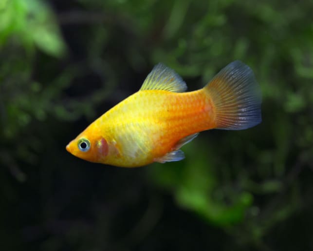 sunset platy