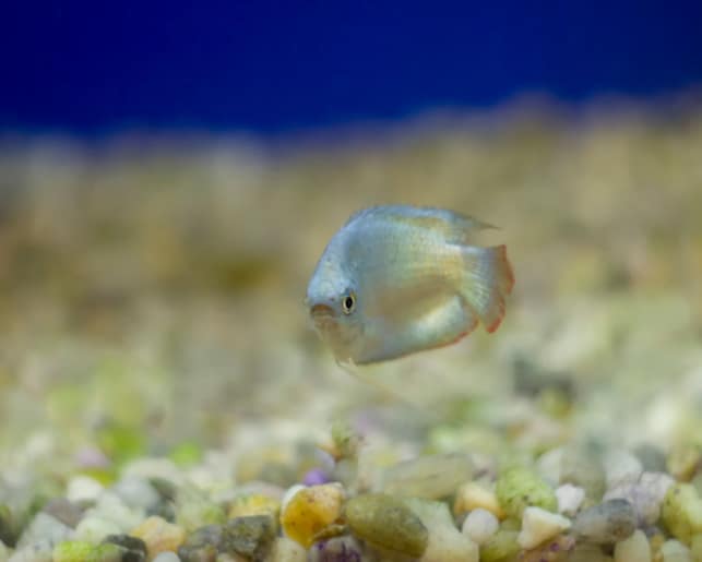 thick lipped gourami