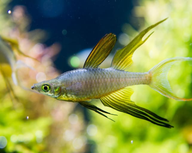 threadfin rainbowfish