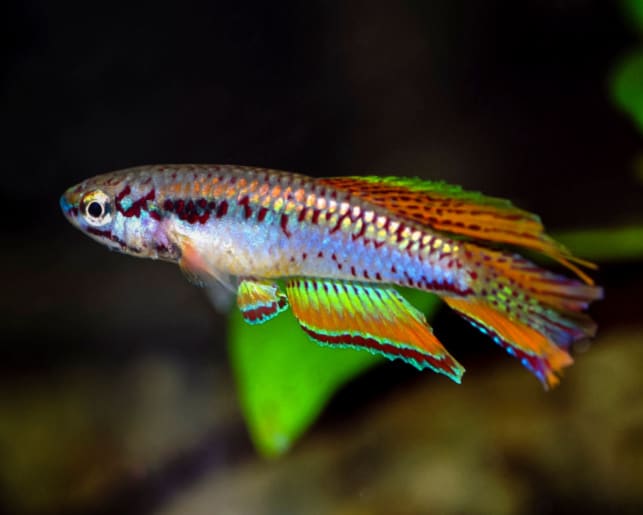 twin banded rainbowfish