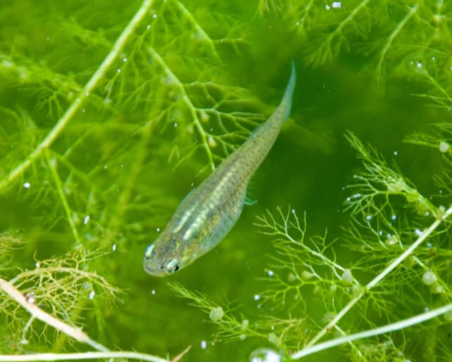 Western Mosquito fish