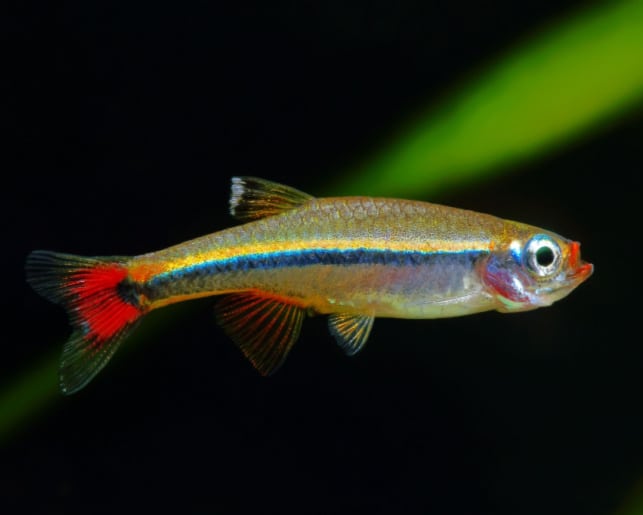 white cloud minnow