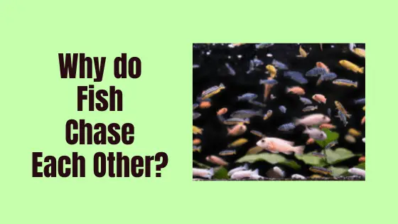 why do fish chase each other