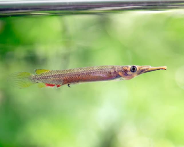 wrestling halfbeak