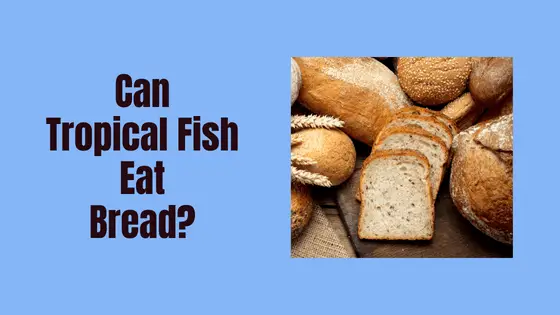 can fish eat bread?