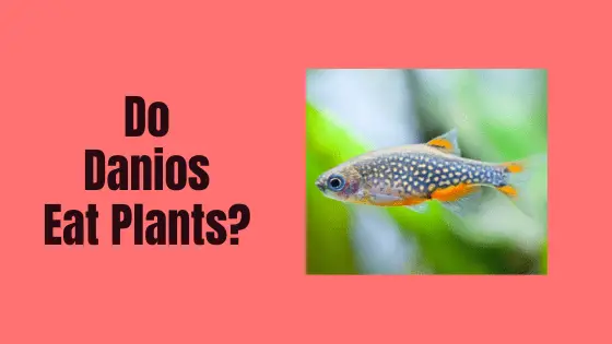do danios eat plants?