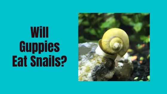 will guppies eat snails?