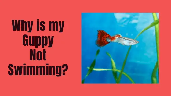 why is my guppy not swimming?