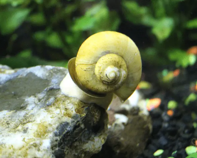 mystery snail