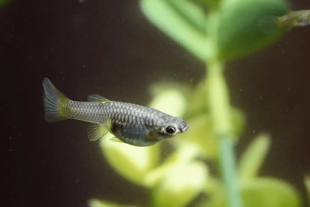 pregnant guppy fish