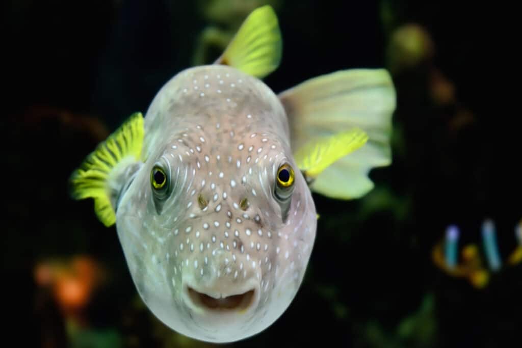smiling fish in tank