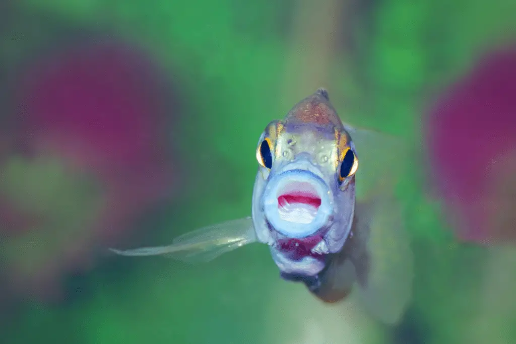 tropical fish with open mouth