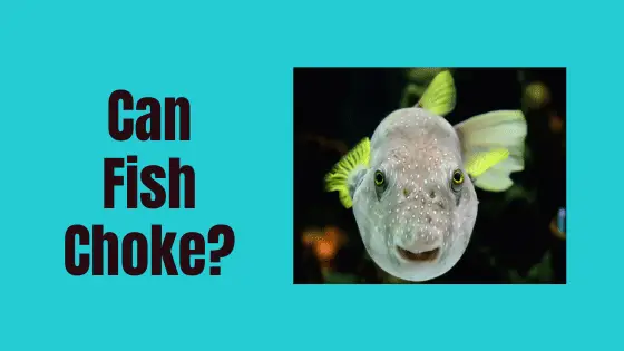 can fish choke?