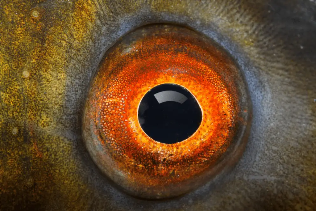 close up of a fish's eye