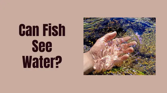 can fish see water?