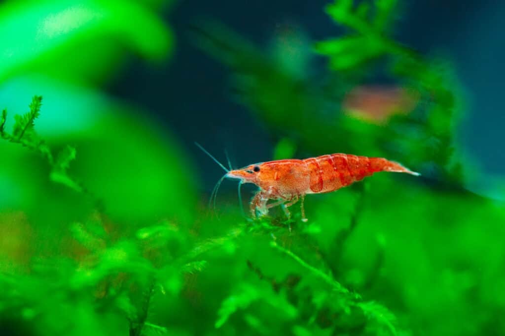 red cherry shrimp