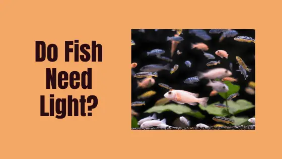 do fish need light?