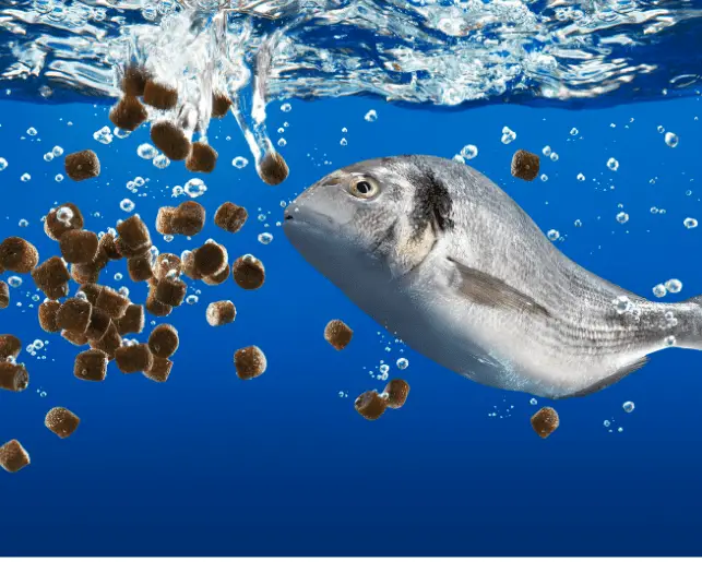 fish eating pellets