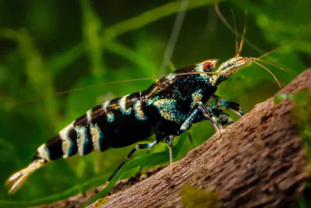 Galaxy shrimp