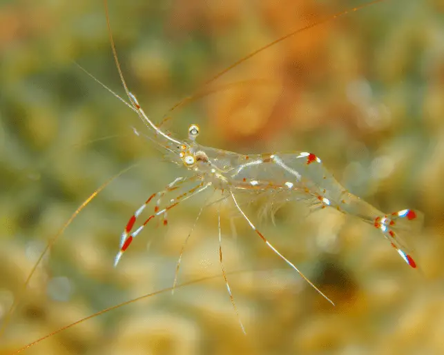 ghost shrimp