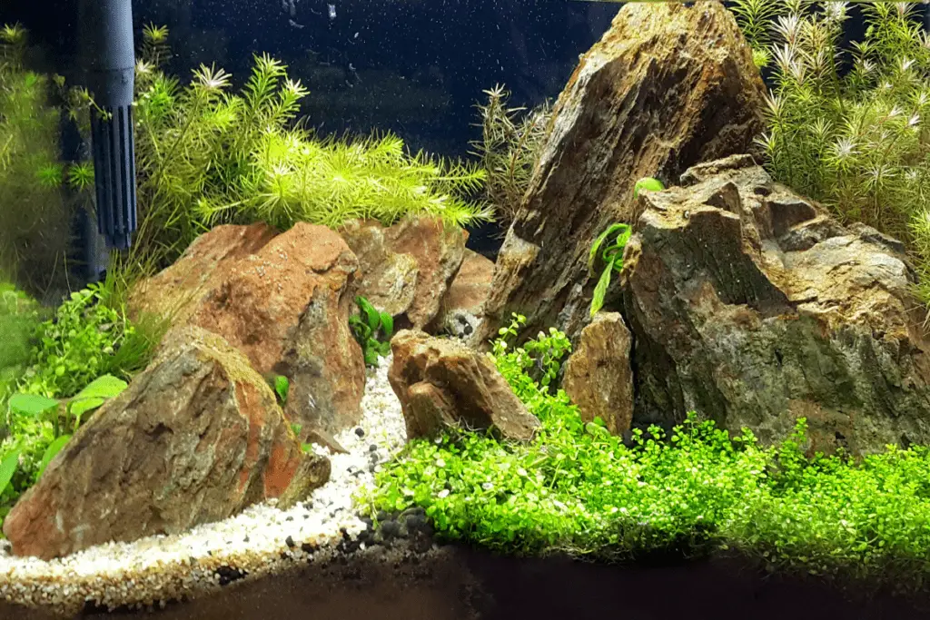 heavily planted fish tank