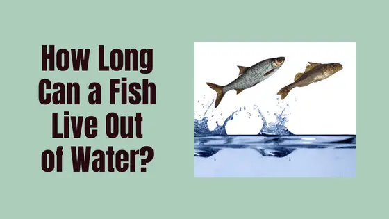 how long can a fish live out of water?