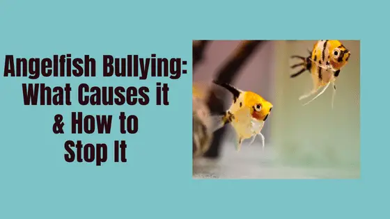 how to stop angelfish bullying