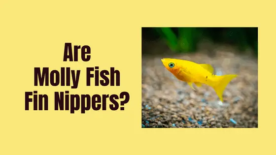 are mollies fin nippers?