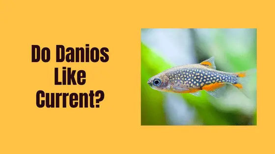 do danios like current?