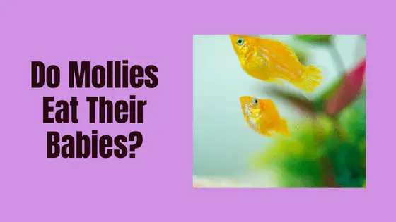 do molly fish eat their babies?