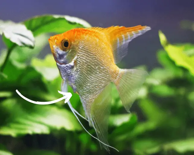 angelfish in a fish tank