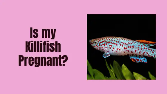 is my killifish pregnant?