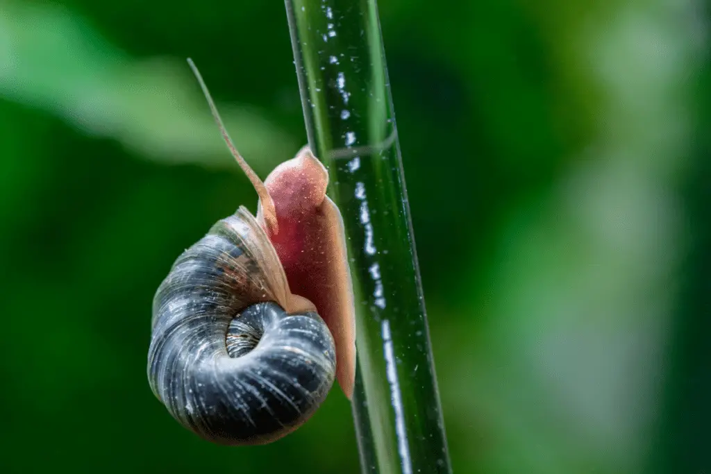 ramshorn snail