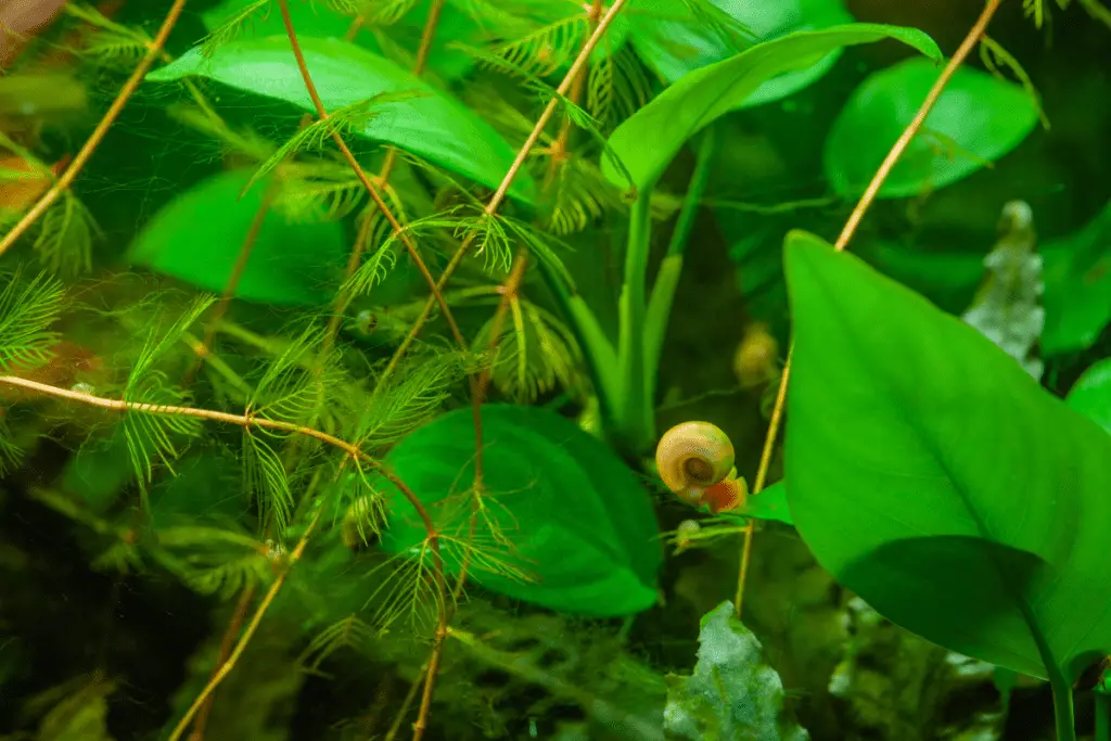 snail in a fish tank