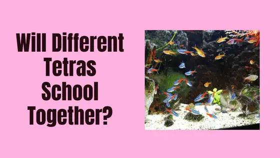 will different tetras school together?