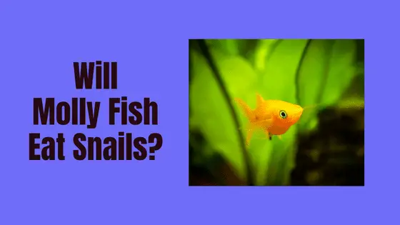 will molly fish eat snails?