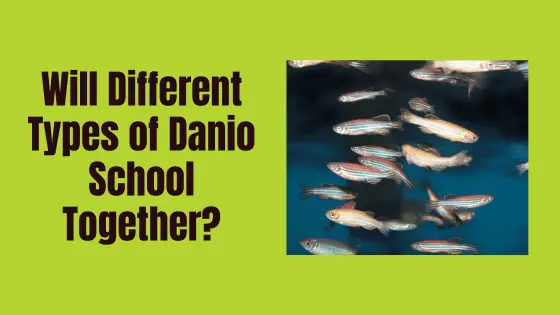 will different types of danio school together?