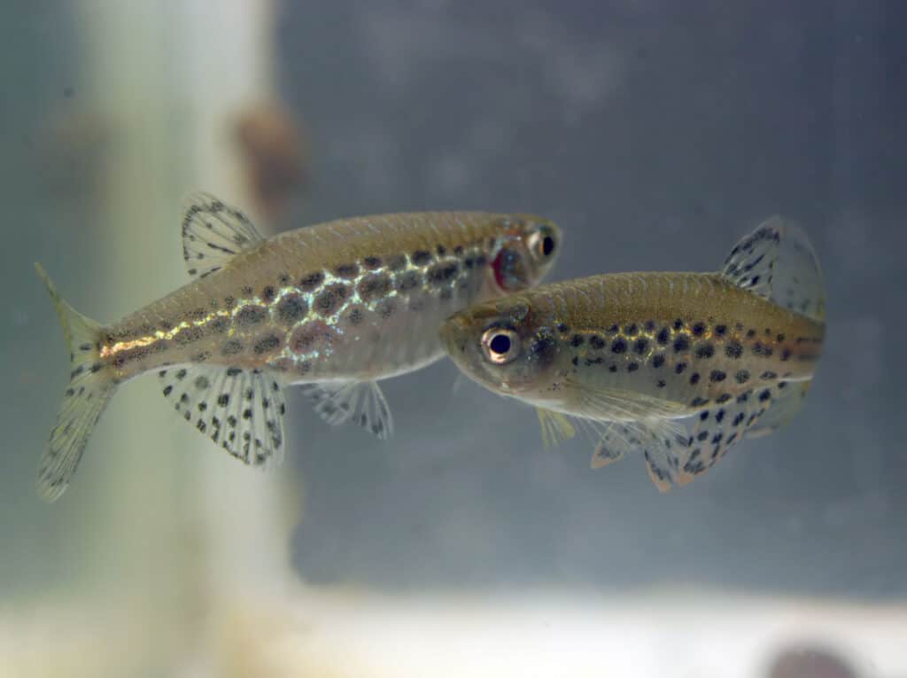 pair of danios