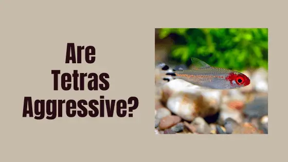 are tetras aggressive?