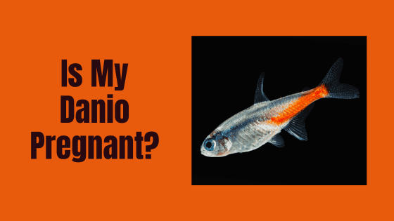 is my danio pregnant?