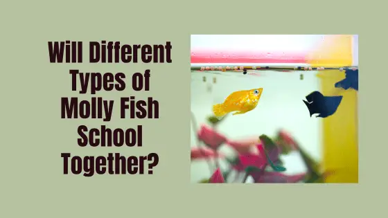 will different molly fish school together?