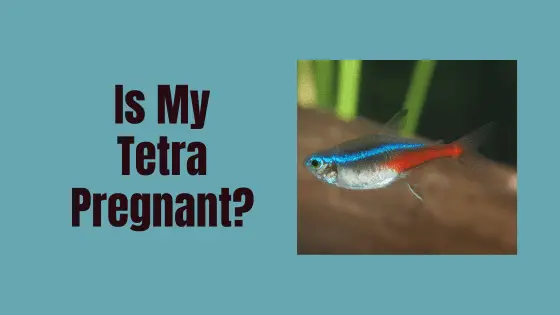is my tetra pregnant?